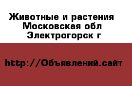  Животные и растения. Московская обл.,Электрогорск г.